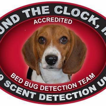 A beagle dog, part of the bed bug detection team at Round The Clock Pest Control San Francisco in Canyon Country, CA.