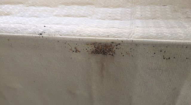 Bed bug droppings and signs of infestation visible on a mattress, indicating a service by Bug Bounty Hunters LLC in Akron, OH.