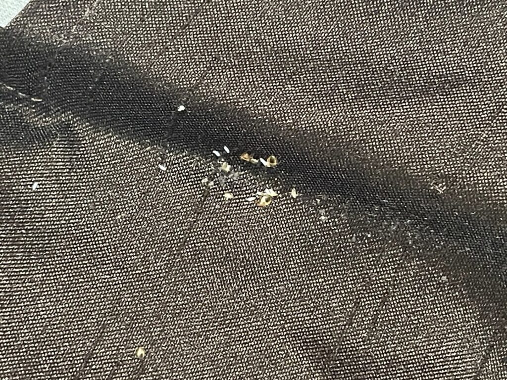 Bed bug eggs and droppings visible on dark fabric, indicating a pest problem for Himalaya Pest Control in Alpharetta, GA.