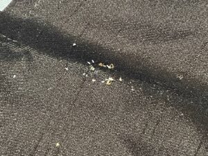 Bed bug eggs and droppings visible on dark fabric, indicating a pest problem for Himalaya Pest Control in Alpharetta, GA.