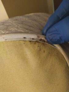 Evidence of bed bugs, including stains, found along a mattress seam by The Bug Guy in Springfield, MO.