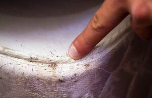 A finger pointing at bed bug droppings and stains on a mattress seam, indicating an infestation for Lady Bug ECO FRIENDLY Pest Control in Mesa, AZ.