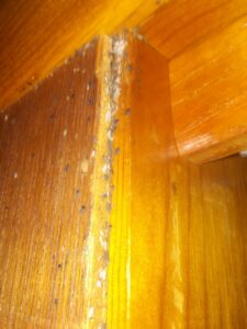 Evidence of bed bug activity, including droppings and shed skins, on a wooden door frame, addressed by Bug Bounty Hunters LLC in Akron, OH.
