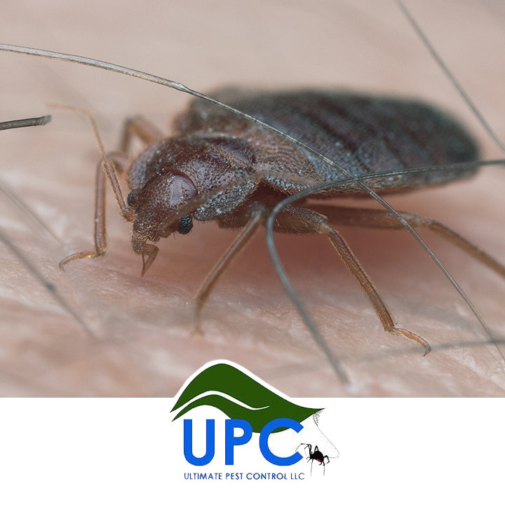 A bed bug on human skin, highlighting bed bug extermination services by Ultimate Pest Control LLC in Eugene, OR.