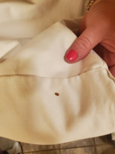 A close-up of a bed bug found on white fabric, indicating a pest issue for Magnolia Pest Management in Charleston, SC.