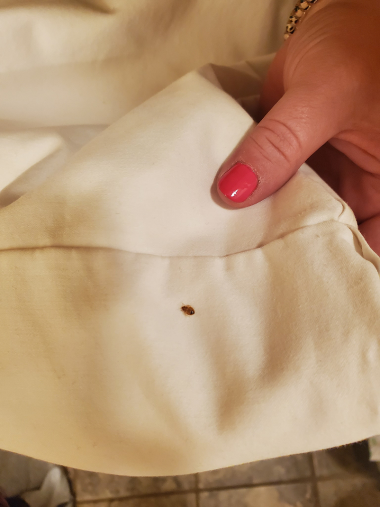 A close-up of a bed bug found on white fabric, indicating a pest issue for Magnolia Pest Management in Charleston, SC.