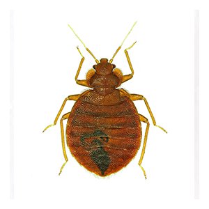 A close-up image of a bed bug, a pest identified and treated by Protective Thermal Solutions in Columbus, OH.