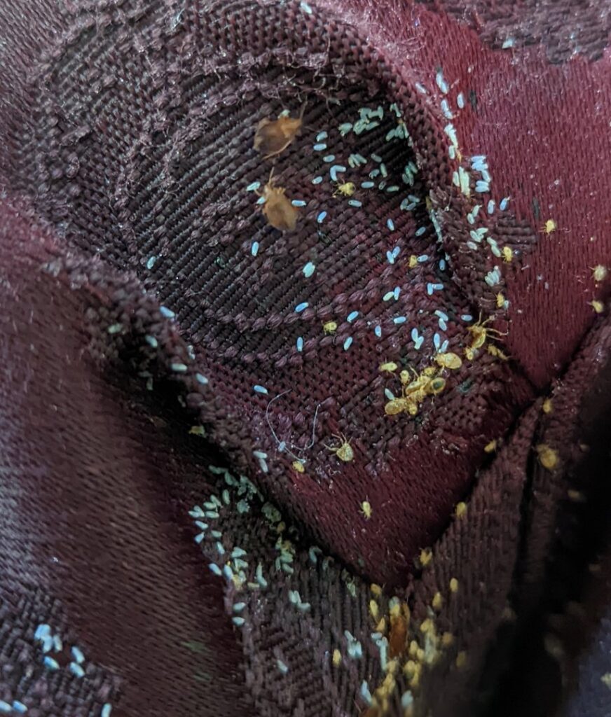 A close-up image showing a severe bed bug infestation with adult bed bugs and numerous eggs on fabric, a common issue treated by Grand Rapids Pest Control in Grand Rapids, MI.