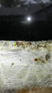 A close-up view of a bed bug infestation with adults and eggs, a common pest problem handled by Mayday Pest Management in Tulsa, OK.