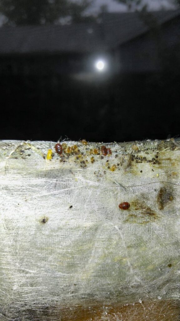 A close-up view of a bed bug infestation with adults and eggs, a common pest problem handled by Mayday Pest Management in Tulsa, OK.