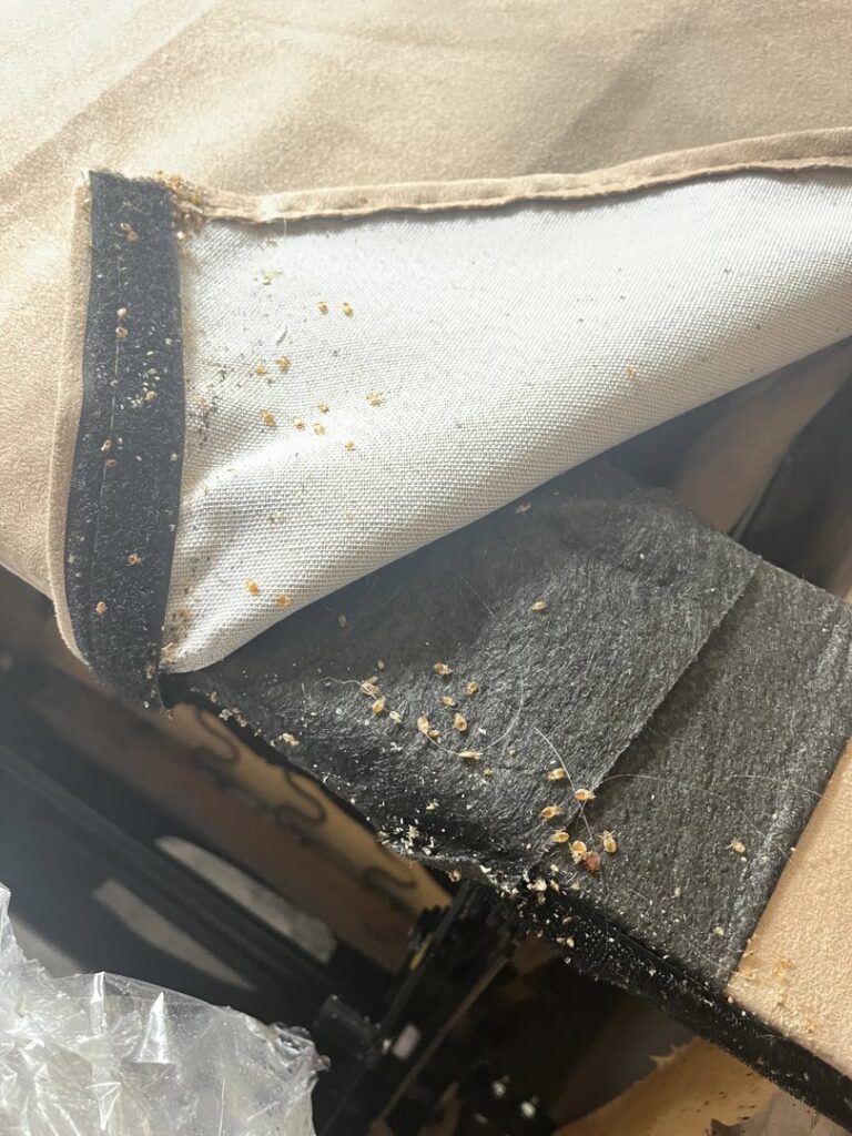 Evidence of a bed bug infestation with small specks on fabric, indicating a pest control need for Ark Pest Management in Anaheim, CA.