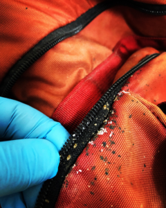 A gloved hand pointing out bed bug eggs and debris on a zipper, indicating an infestation handled by Valley Pest Control in Oshkosh, WI.