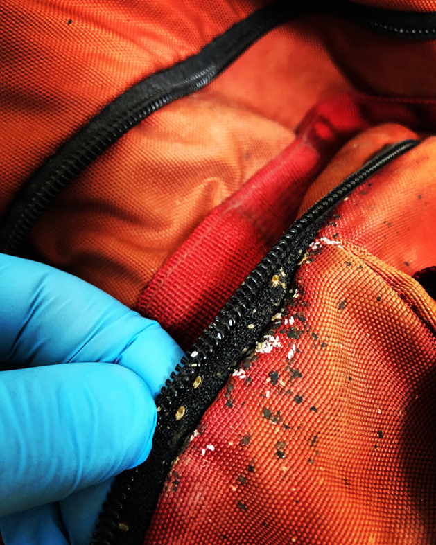 A gloved hand pointing out bed bug eggs and debris on a zipper, indicating an infestation handled by Valley Pest Control in Oshkosh, WI.