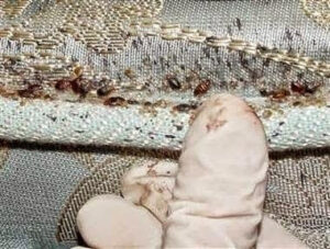 Multiple bed bugs and their droppings clearly visible on fabric, showing an infestation treated by Enviro-Pest Solutions in Waterloo, IA.