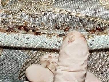 Multiple bed bugs and their droppings clearly visible on fabric, showing an infestation treated by Enviro-Pest Solutions in Waterloo, IA.