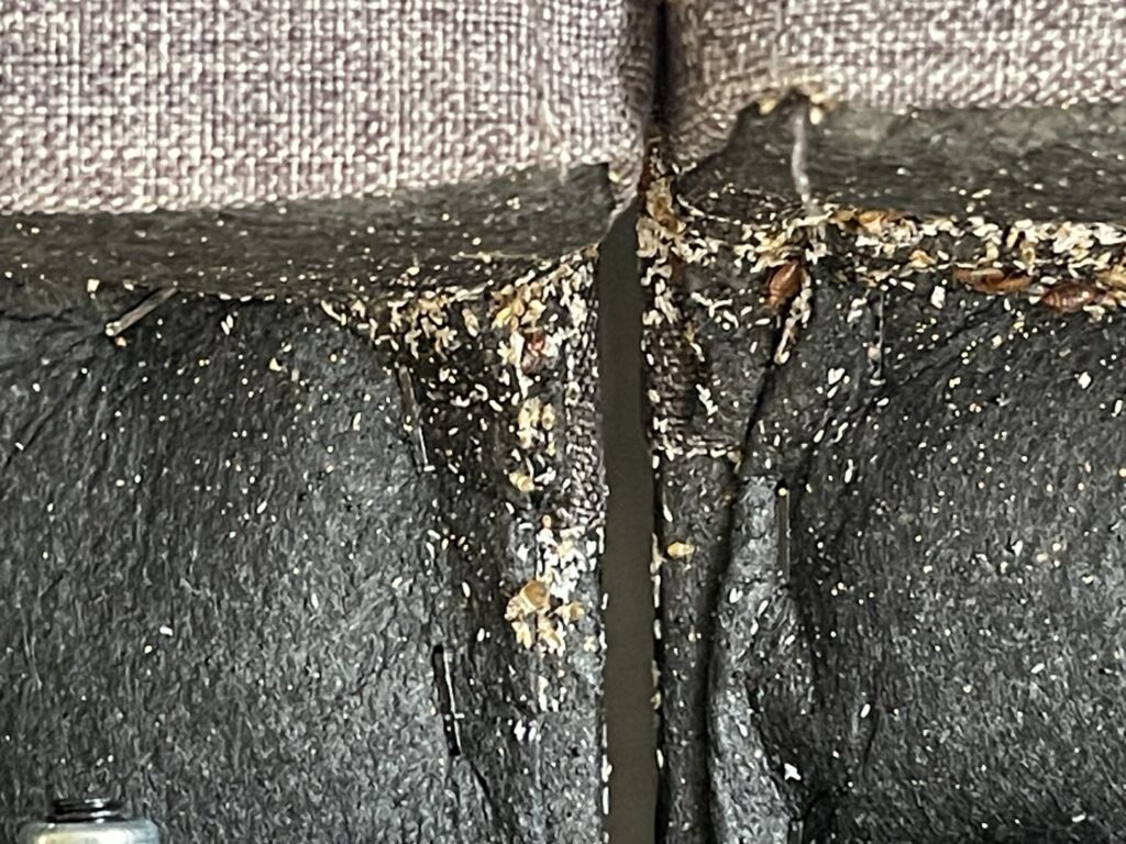 Evidence of bed bug infestation, including eggs and feces, found in the crevice of a couch, handled by Himalaya Pest Control in Alpharetta, GA.