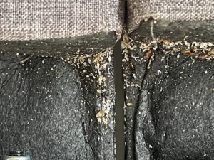 Evidence of bed bug infestation, including eggs and feces, found in the crevice of a couch, handled by Himalaya Pest Control in Alpharetta, GA.