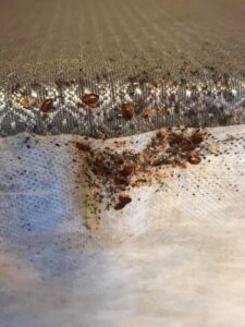 A severe bed bug infestation visible on a mattress, indicating a pest control problem in Wilmington, DE, addressed by First State Mosquito.