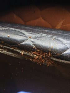 A severe bed bug infestation visible along the seam of a mattress, treated by Bug Bounty Hunters LLC in Akron, OH.