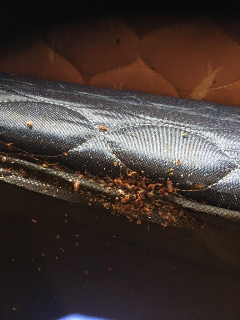 A severe bed bug infestation visible along the seam of a mattress, treated by Bug Bounty Hunters LLC in Akron, OH.