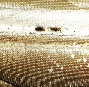 Close-up view of a bed bug infestation along a mattress seam, indicating a pest control need in Hamilton, NJ.