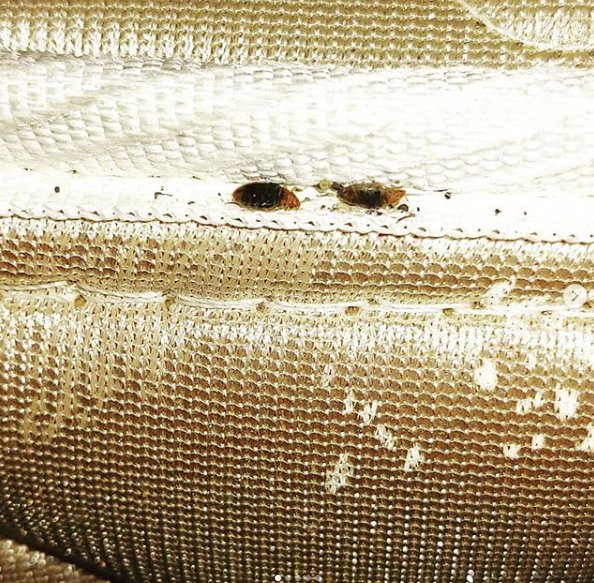 Close-up view of a bed bug infestation along a mattress seam, indicating a pest control need in Hamilton, NJ.