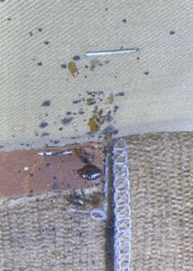 A severe bed bug infestation with visible bugs and droppings along a mattress seam, requiring treatment from Sequoia Pest Solutions in Bakersfield, CA.