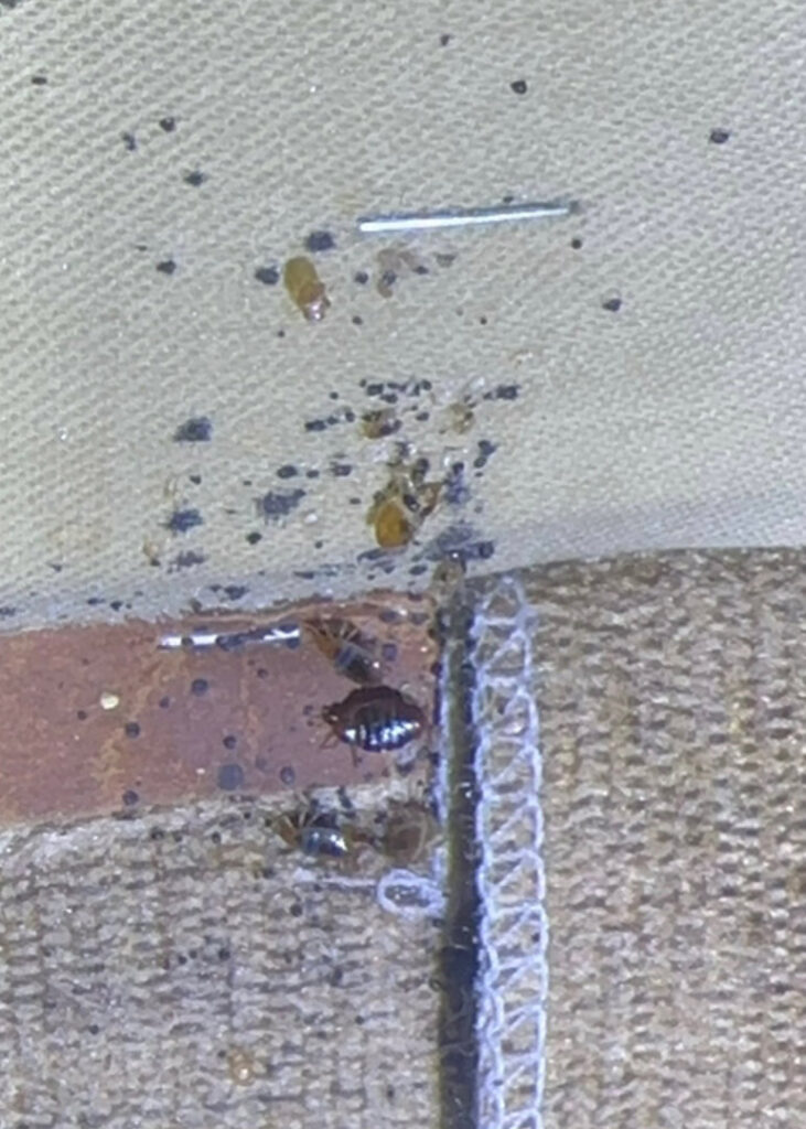 A severe bed bug infestation with visible bugs and droppings along a mattress seam, requiring treatment from Sequoia Pest Solutions in Bakersfield, CA.