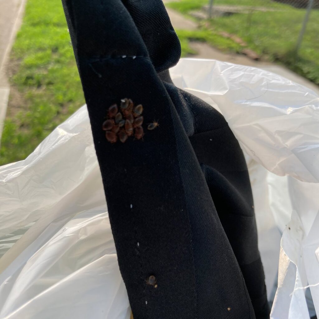 A cluster of bed bugs visible on a black piece of clothing, indicating an infestation handled by Bug Bounty Hunters LLC in Akron, OH.