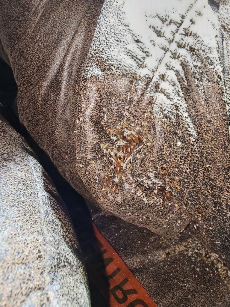 A severe bed bug infestation with visible insects and droppings on fabric, requiring treatment from 1 Pest Solution in Winston-Salem, NC.