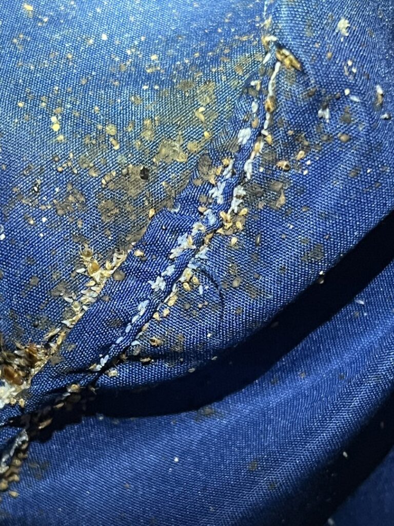 A severe bed bug infestation with insects and droppings visible on blue fabric, a job for BBK Pest Control in Dallas, TX.