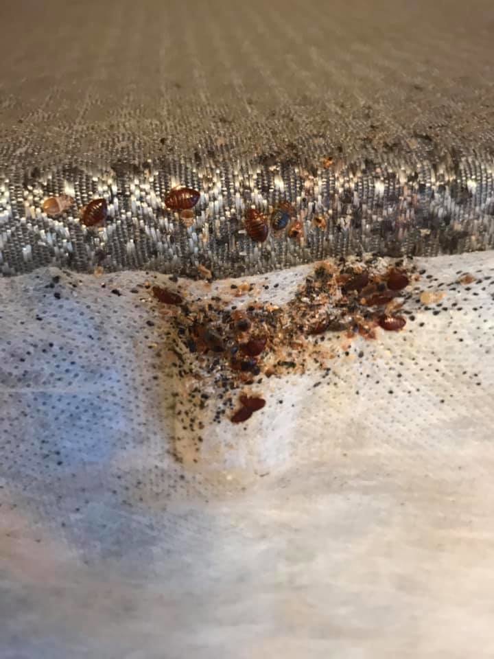 A severe bed bug infestation with multiple bed bugs and droppings visible on a mattress seam, treated by 1St State Pest & Home Services in Middletown, DE.