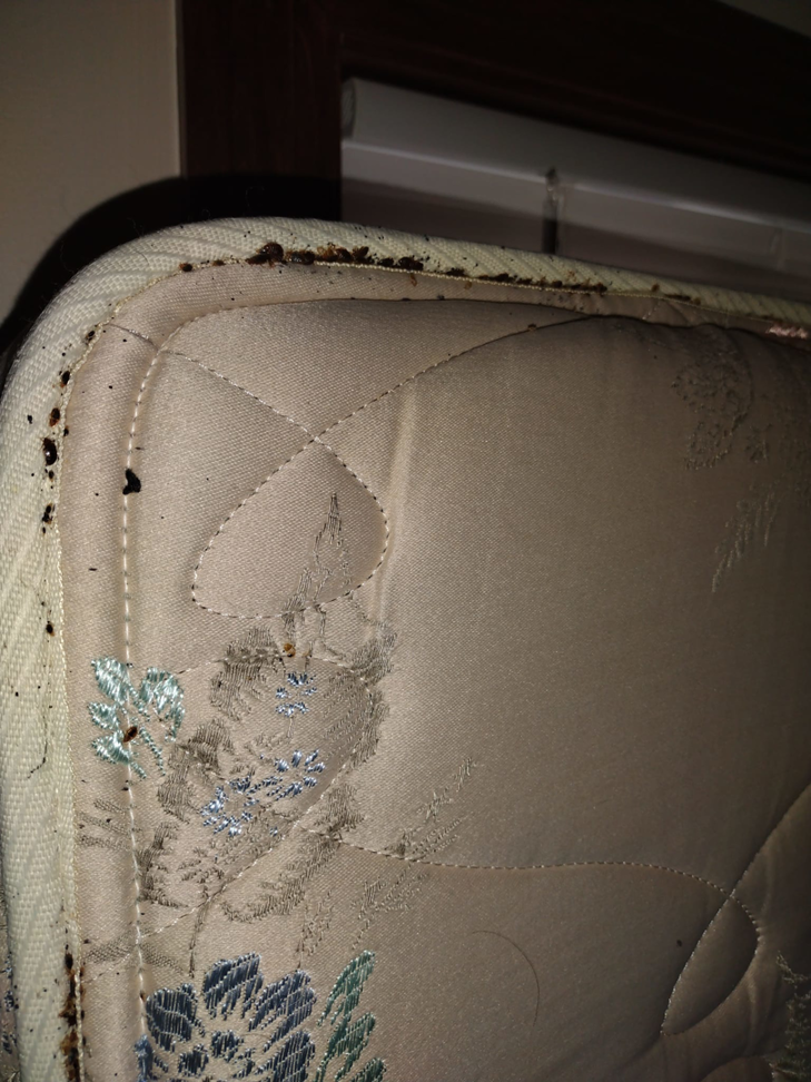 A clear bed bug infestation along the seam of a mattress, a common problem treated by Apex Pest & Critter Control LLC in Akron, OH.