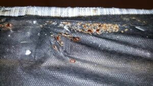 Severe bed bug infestation on a mattress, indicating a pest control problem addressed by Sellers Pest Control in Summerville, SC.