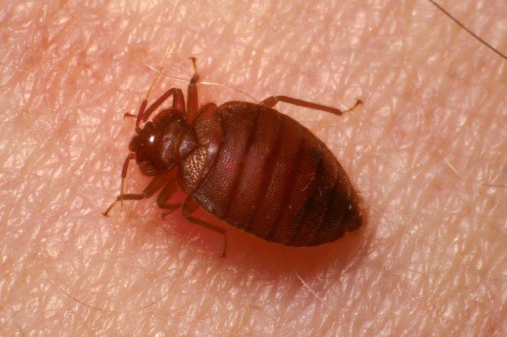 A bed bug visible on human skin, indicating a bed bug infestation handled by Prestige Pest Management in Brighton, CO.