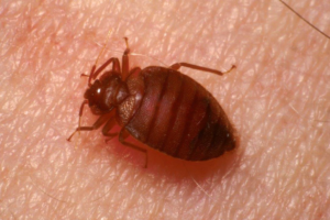 A bed bug visible on human skin, indicating a bed bug infestation handled by Prestige Pest Management in Brighton, CO.