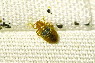 A bed bug on white fabric, indicating an infestation treated by Pro Pest Control Service in Lowell, MA.