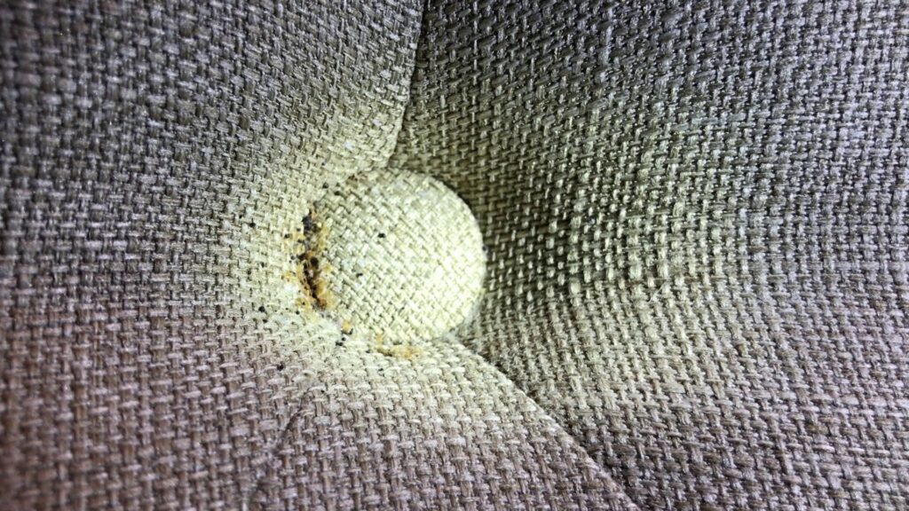 Close-up showing signs of a bed bug infestation on a fabric surface, addressed by Perimetek Pest Management in East Syracuse, NY.