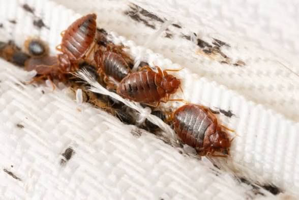 A close-up of a bed bug infestation on a mattress seam, showing the need for Sunny Day Pest Control in Pine Bluff, AR.