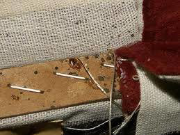 Evidence of a bed bug infestation with bugs and droppings on upholstery, treated by Advanced Pest Elimination in Warwick, RI.