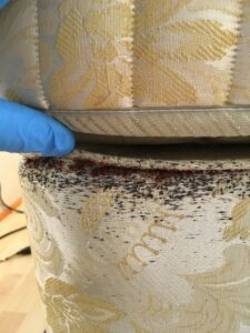 Close-up of bed bug infestation signs on upholstery, indicating a pest control service by Pinnacle Pest Solutions in Hilton Head Island, SC