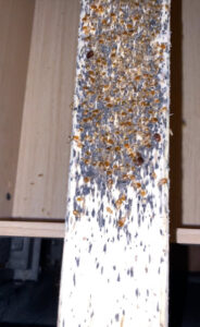 A wooden bed slat heavily infested with bed bugs and their dark droppings, showing a severe pest problem handled by Bed Bug and Pest Removal LLC in Baltimore, MD.