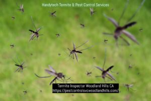 A hand holding a magnifying glass to inspect for bed bugs, representing pest control services by Handytech in Los Angeles, CA