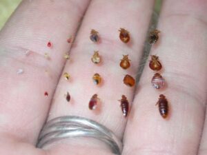 Various life stages of bed bugs displayed on a person's fingers, illustrating a common pest problem for Perdue Exterminators in Roanoke, VA.