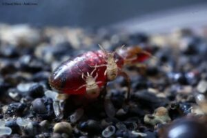 Close-up of bed bug nymphs on a textured surface, showing a common pest problem addressed by Southern Tier Professional Pest Control Inc. in Randolph, NY.