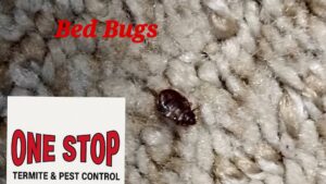 A close-up view of a bed bug on a textured carpet surface, indicating a pest issue for One Stop Termite & Pest Control in Memphis, TN.