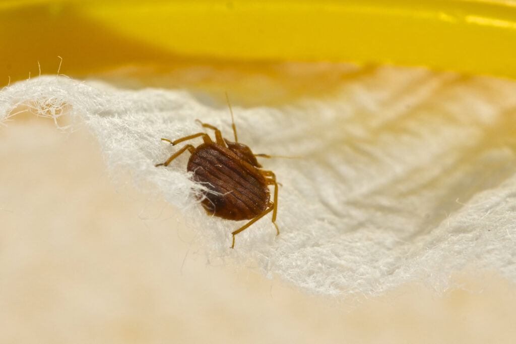 A close-up view of a bed bug on white fabric, indicating a pest infestation addressed by Bug Busters Pest Control in San Antonio, TX.