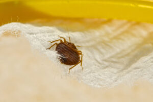 A close-up view of a bed bug on white fabric, indicating a pest infestation addressed by Bug Busters Pest Control in San Antonio, TX.