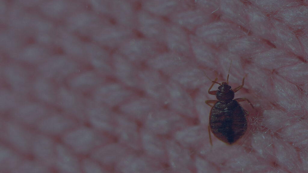 A close-up of a bed bug on a pink knitted fabric, indicating a pest issue addressed by Protective Thermal Solutions in Columbus, OH.
