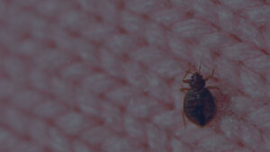 A close-up of a bed bug on a pink knitted fabric, indicating a pest issue addressed by Protective Thermal Solutions in Columbus, OH.